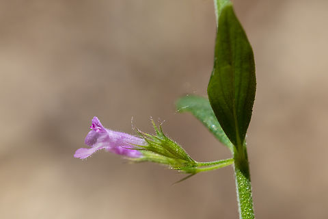 basil thyme  Clinopodium acinos,Geotagged,Italy,Spring