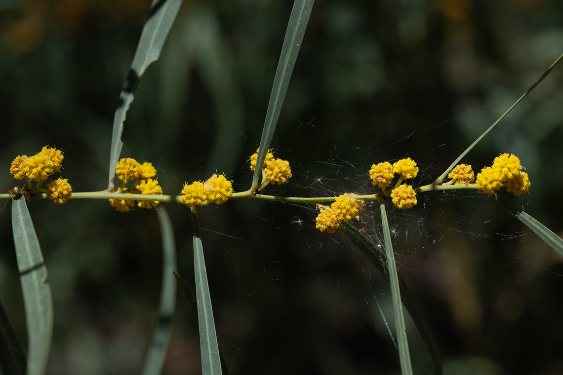 golden wreath wattle non-native Acacia saligna,Coojong,Geotagged,Italy,Spring