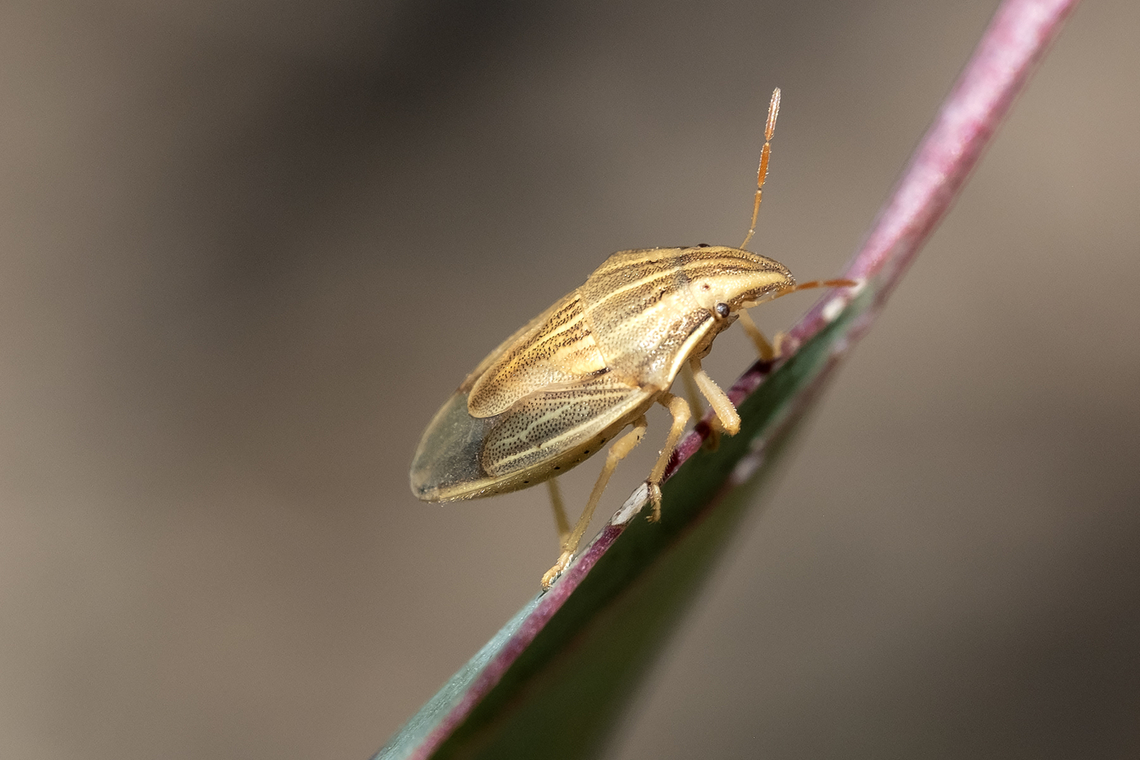Bishop's mitre stink bug  Aelia acuminata,Bishop's Mitre,Geotagged,Italy,Spring