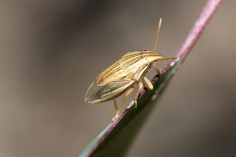 Bishop's mitre stink bug  Aelia acuminata,Bishop's Mitre,Geotagged,Italy,Spring