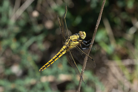 black-tailed skimmer - female  Black-tailed skimmer,Geotagged,Italy,Orthetrum cancellatum,Spring