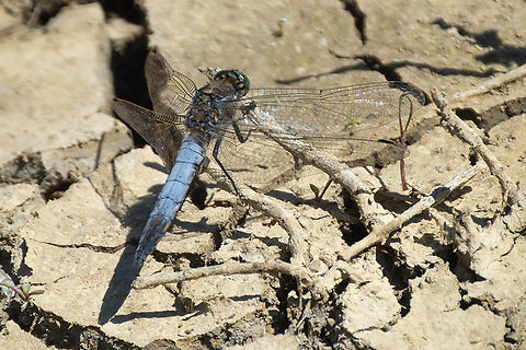 black-tailed skimmer - male  Black-tailed skimmer,Geotagged,Italy,Orthetrum cancellatum,Spring