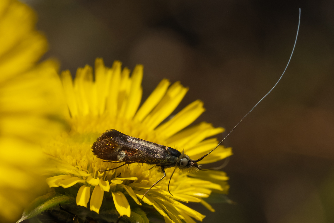 fairy longhorn moth  Geotagged,Italy,Nemophora raddaella,Spring