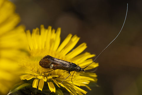 fairy longhorn moth  Geotagged,Italy,Nemophora raddaella,Spring