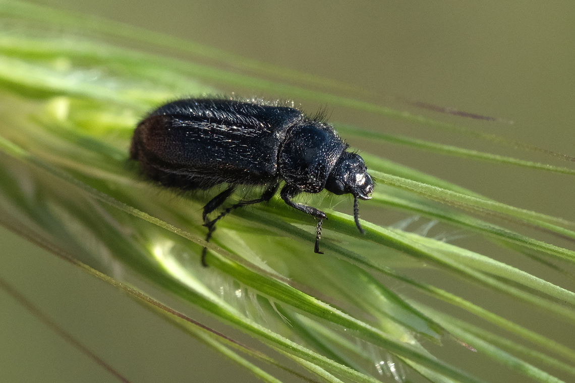hairy black soft-winged flower beetle  Enicopus ater,Geotagged,Italy,Spring