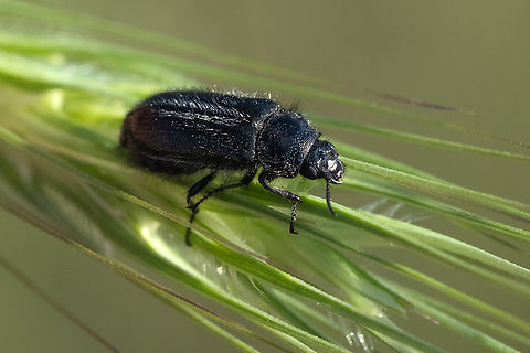 hairy black soft-winged flower beetle  Enicopus ater,Geotagged,Italy,Spring