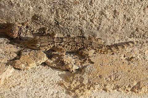 well camouflaged gecko these little guys were all over the place, but very shy... we didn't get a good look at one until were were at an archeological site and they seemed to be comfortable with the distance we were restricted to.  Geotagged,Italy,Moorish gecko,Spring,Tarentola mauritanica