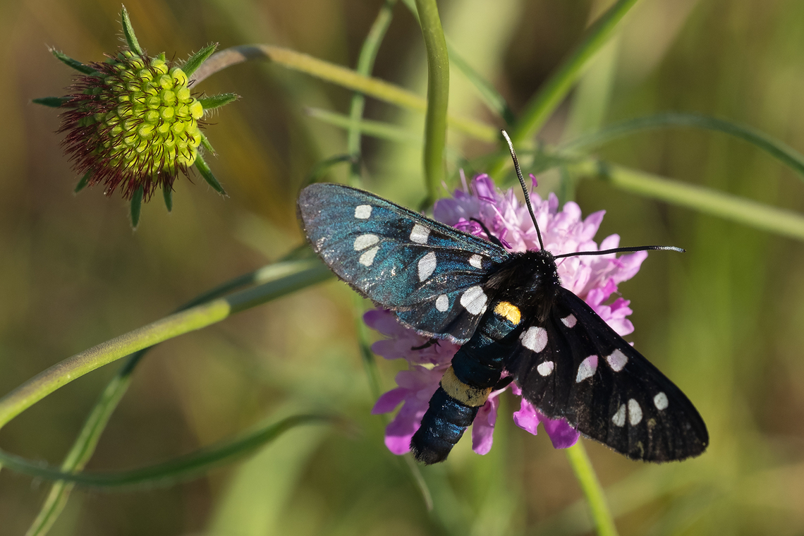 9 spotted burnet moth larger than other 9 spots, endemic to Southern Italy Amata ragazzii,Geotagged,Italy,Spring