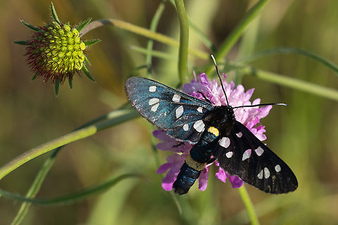 9 spotted burnet moth larger than other 9 spots, endemic to Southern Italy Amata ragazzii,Geotagged,Italy,Spring