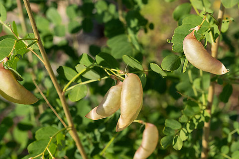 bladder senna  Bladder-senna,Colutea arborescens,Geotagged,Italy,Spring