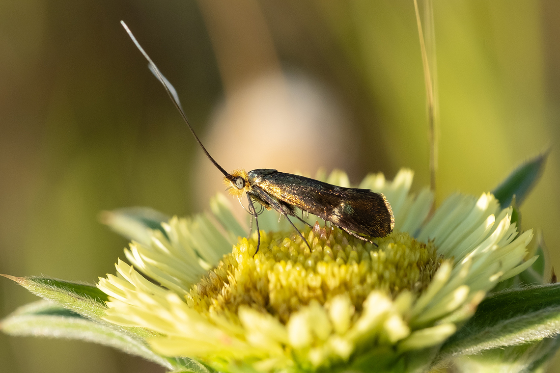 fairy longhorn moth - ready to feed  Geotagged,Italy,Nemophora raddaella,Spring