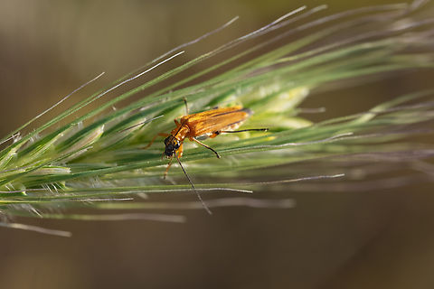 false blister beetle female - no large femora Geotagged,Italy,Oedemera podagrariae,Spring