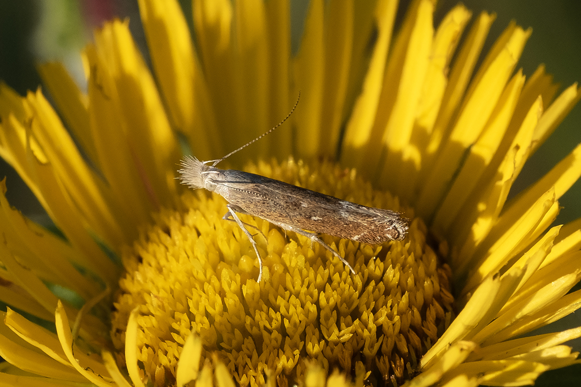 crambini - snout moth  Geotagged,Italy,Spring
