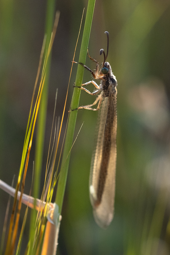 antlion  Geotagged,Italy,Macronemurus appendiculatus,Spring
