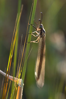 antlion  Geotagged,Italy,Macronemurus appendiculatus,Spring