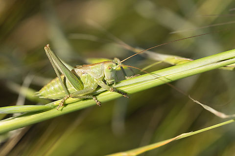 great green bush cricket  Geotagged,Great green bush-cricket,Italy,Spring,Tettigonia viridissima