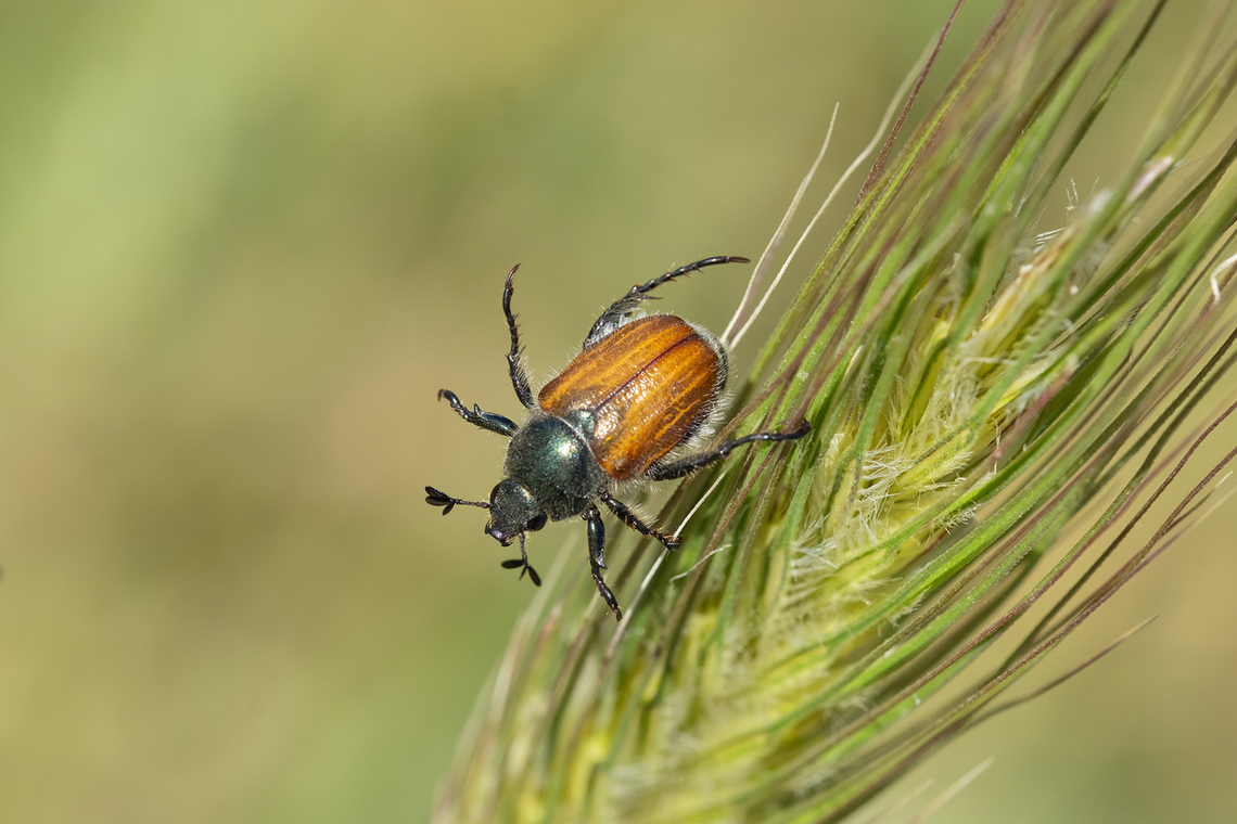 chafer beetle many possible species..  Geotagged,Italy,Spring