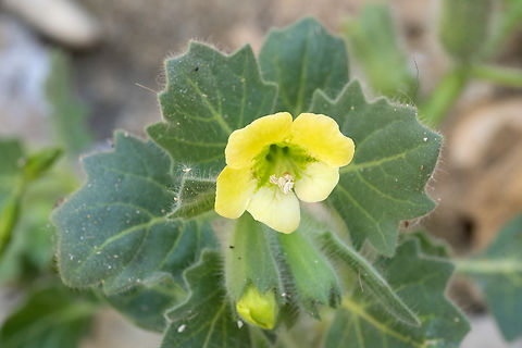 white henbane mildly poisonous Geotagged,Hyoscyamus albus,Italy,Spring,White Henbane