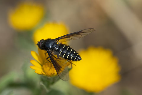 belzebul bee fly  Geotagged,Italy,Lomatia belzebul,Spring