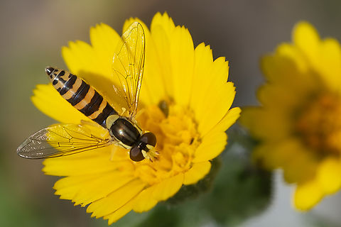 long hoverfly female distinguishable from it's close lookalike S. ruppellii because of it's uninterrupted abdominal bands Geotagged,Italy,Long hoverfly,Sphaerophoria scripta,Spring