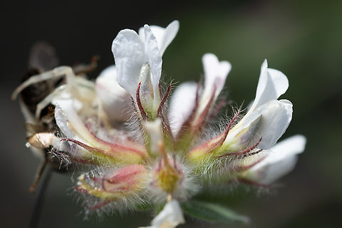 hairy Canary-clover yes, there's also a spider eating a bee over on the other side...  Geotagged,Hairy Canary-Clover,Italy,Lotus hirsutus,Spring