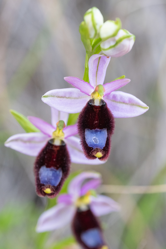 Bertoloni's bee orchid what a place... orchids like this just growing on the side of the road...  Geotagged,Italy,Ophrys bertolonii,Spring