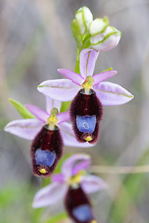 Bertoloni's bee orchid what a place... orchids like this just growing on the side of the road...  Geotagged,Italy,Ophrys bertolonii,Spring