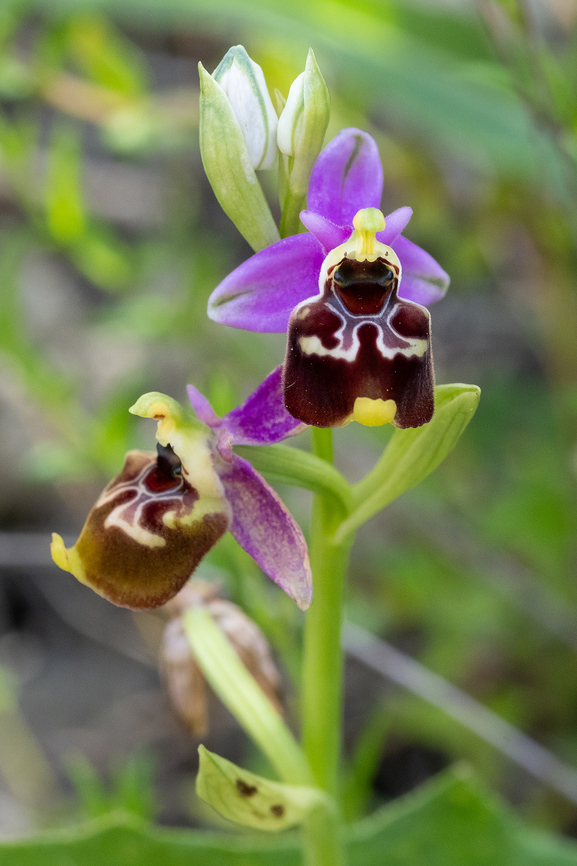 late spider orchid and right next to the other orchid..  Geotagged,Italy,Ophrys holosericea,Spring
