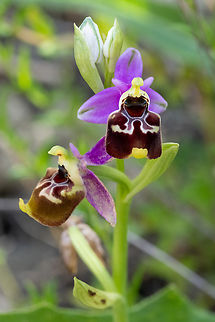 late spider orchid and right next to the other orchid..  Geotagged,Italy,Ophrys holosericea,Spring