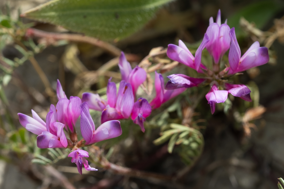 Montpellier milk vetch  Astragalus monspessulanus,Geotagged,Italy,Spring