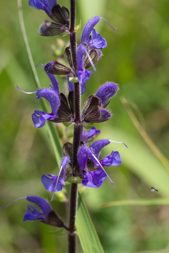 meadow sage, with a bonus little wasp approaching  Geotagged,Italy,Salvia pratensis,Spring