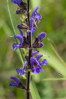 meadow sage, with a bonus little wasp approaching  Geotagged,Italy,Salvia pratensis,Spring