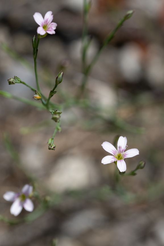 tunicflower  Geotagged,Italy,Petrorhagia saxifraga,Spring,Tunicflower