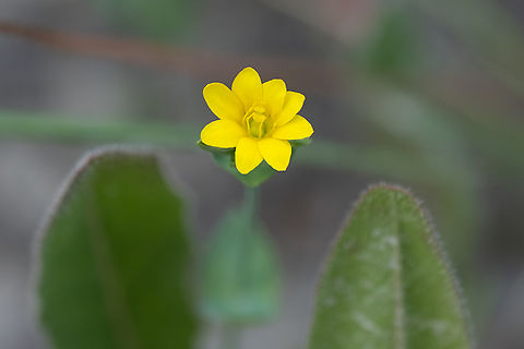 yellow-wort  Blackstonia perfoliata,Geotagged,Italy,Spring,Yellow-wort