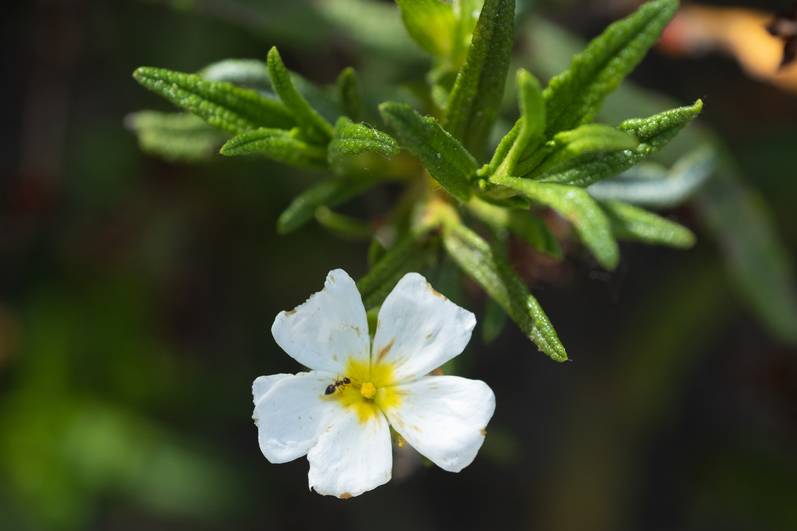 white rock rose  Geotagged,Helianthemum apenninum,Italy,Spring,White Rock-Rose