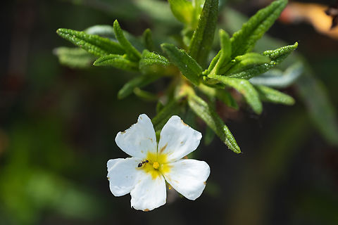 white rock rose  Geotagged,Helianthemum apenninum,Italy,Spring,White Rock-Rose