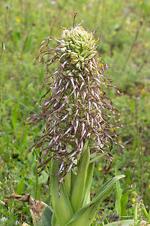 huge lizard orchid We had a guide at this site (Roman ruins)... I so much wish I'd just been allowed to wander. There were soooooo many plants and flowers, but I had to stay with the curator.  Geotagged,Himantoglossum hircinum,Italy,Lizard Orchid,Spring