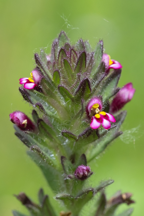 Broadleaf Glandweed  Broadleaf Glandweed,Geotagged,Italy,Parentucellia latifolia,Spring