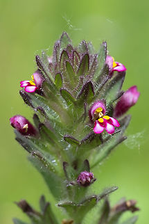 Broadleaf Glandweed  Broadleaf Glandweed,Geotagged,Italy,Parentucellia latifolia,Spring