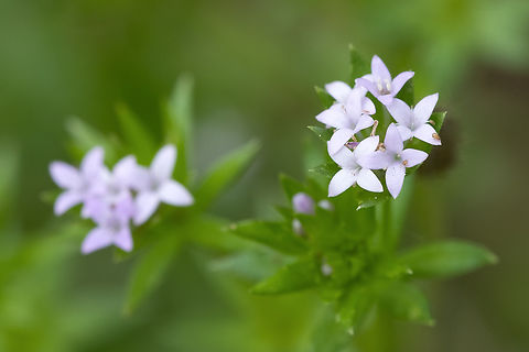 sweet woodruff  Galium odoratum,Geotagged,Italy,Spring