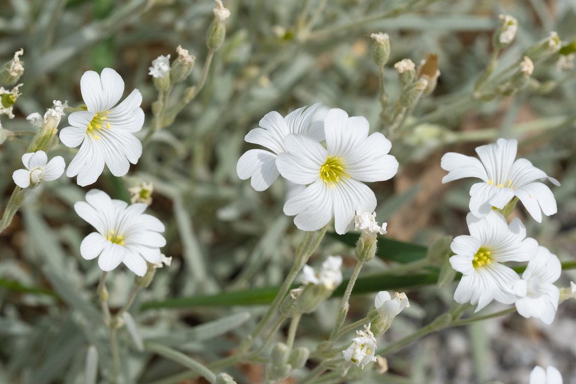 field chickweed  Cerastium arvense,Field mouse-ear,Geotagged,Italy,Spring