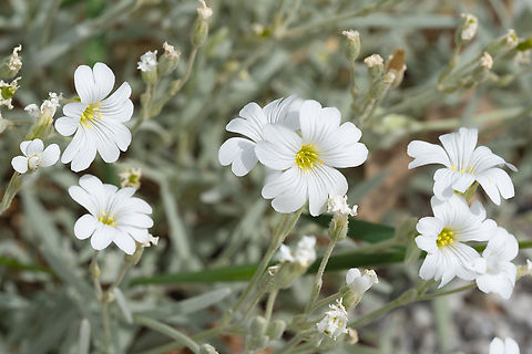 field chickweed  Cerastium arvense,Field mouse-ear,Geotagged,Italy,Spring