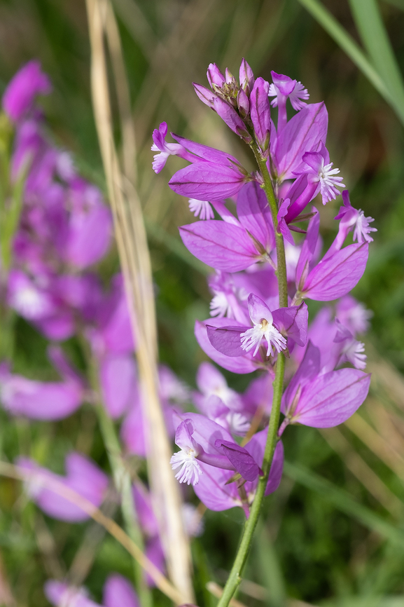 pink milkwort - Polygala sp.  Geotagged,Italy,Spring