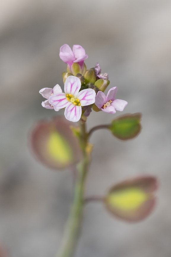 burnt candytuft  Aethionema,Aethionema saxatile,Geotagged,Italy,Spring
