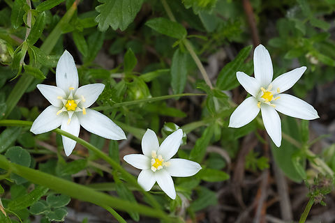 Ornithogalum sp.  Geotagged,Italy,Spring
