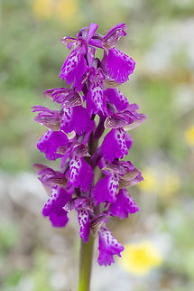 green-winged orchid  Anacamptis morio,Geotagged,Green-winged Orchid,Italy,Spring