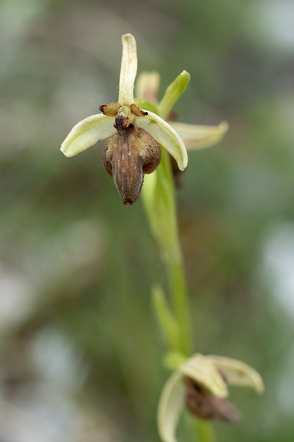 Argolian bee orchid rather variable in color Geotagged,Italy,Ophrys argolica,Spring