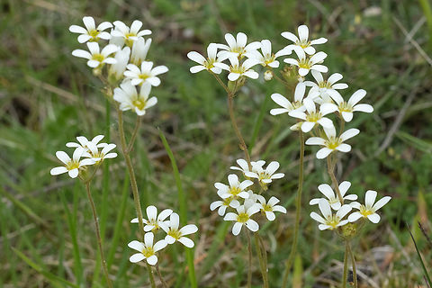 meadow saxifrage  Geotagged,Italy,Meadow saxifrage,Saxifraga granulata,Spring