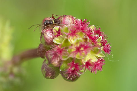 salad burnet with a little something... it looks like a tiny cross between a cricket and a mealy bug...  Geotagged,Italy,Salad Burnet,Sanguisorba minor,Spring