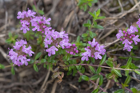 wild thyme  Geotagged,Italy,Spring,Thymus striatus